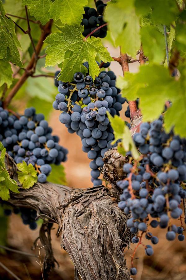 Domaine Rabiega - Vineyard And Boutique Hotel Draguignan Luaran gambar