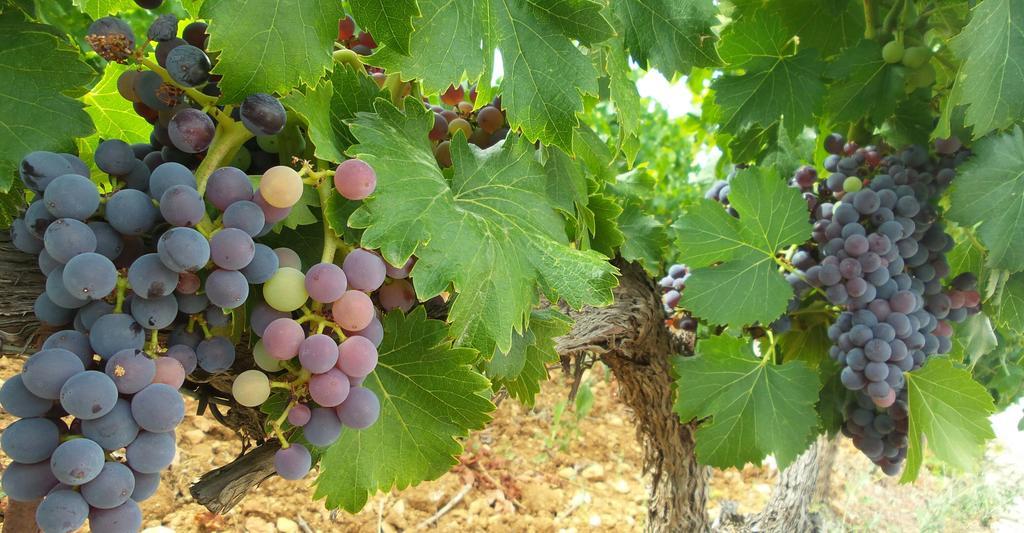 Domaine Rabiega - Vineyard And Boutique Hotel Draguignan Luaran gambar